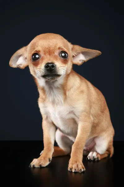 Brown scared chihuahua puppy — Stock Photo, Image