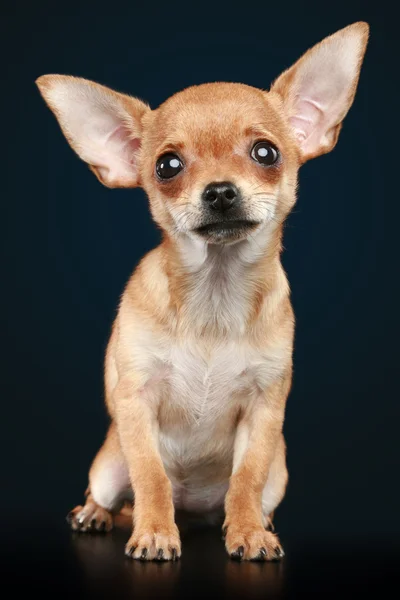 Браун напуганный щенок чихуахуа — стоковое фото