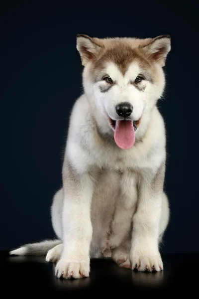 阿拉斯加雪橇犬小狗 (3 个月) — 图库照片