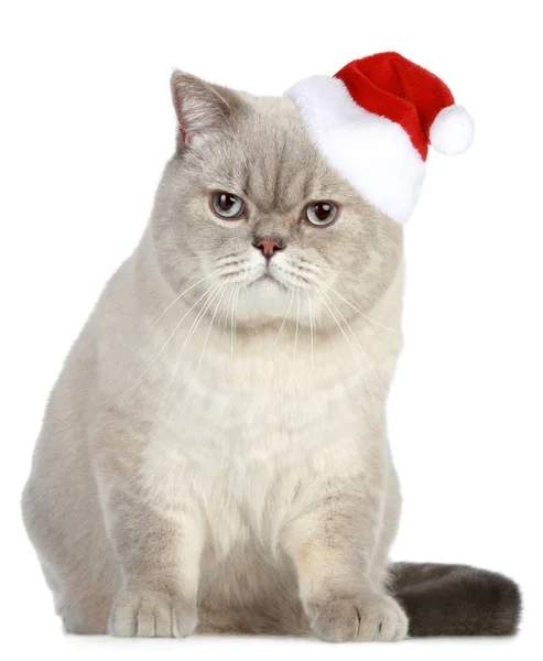 Portrét britské kočky v červeném klobouku vánoční — Stock fotografie