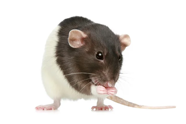 Rato decorativo pequeno — Fotografia de Stock