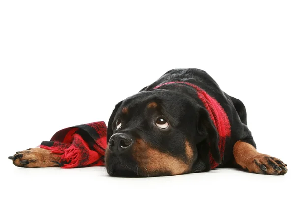 Rottweiler i en röd halsduk ser eftertänksamt i topp — Stockfoto