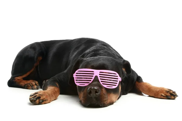 Rottweiler em óculos glamour rosa — Fotografia de Stock