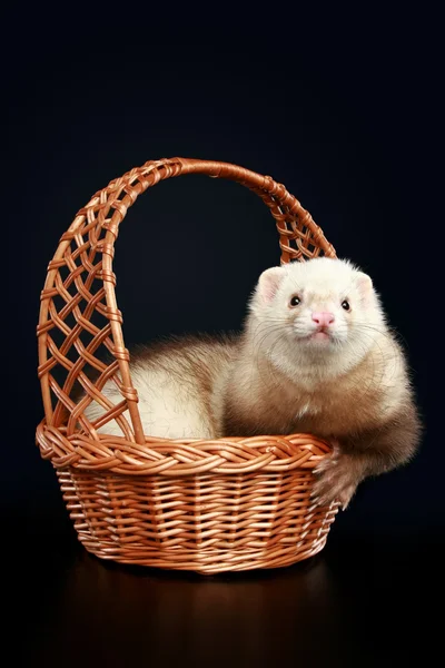 Funny albino ferret in wattled basket — Stock Photo, Image