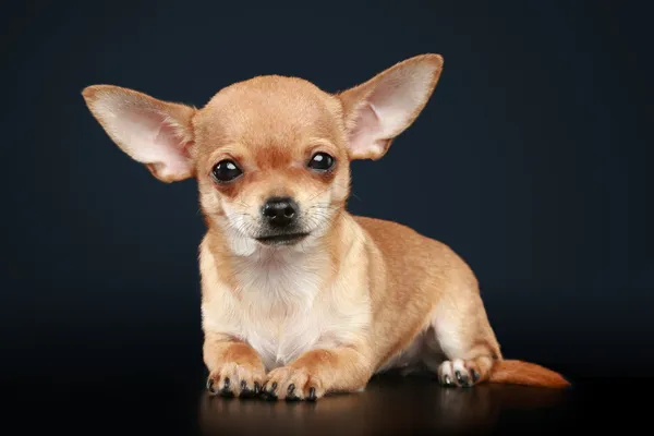 Chihuahua cachorro encontra-se em um fundo escuro — Fotografia de Stock