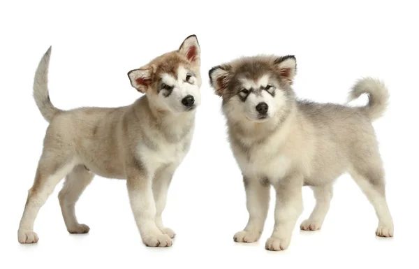 Two Alaskan malamute breed puppy (3 months) — Stock Photo, Image