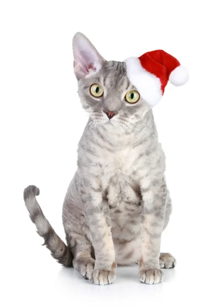 Ντέβον rex γάτα σε Χριστούγεννα κόκκινο καπέλο — Φωτογραφία Αρχείου
