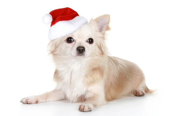 Cachorro chihuahua de pelo largo en gorra de Navidad Imágenes de stock libres de derechos