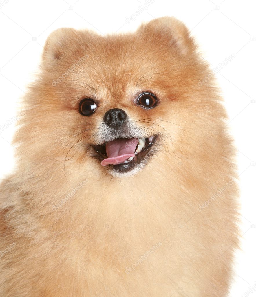 Close-up portrait of a spitz dog