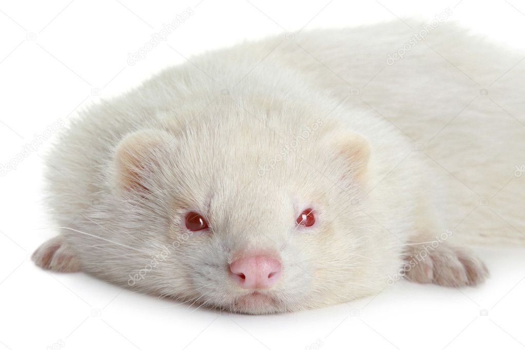 Portrait of a ferret