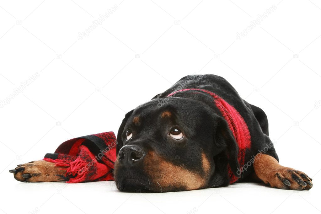 Rottweiler in a red scarf thoughtfully looks in top