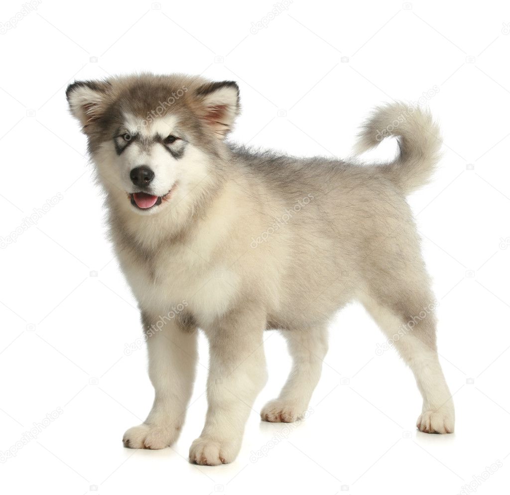 Alaskan Malamute breed puppy — Stock Photo © FotoJagodka #4407380