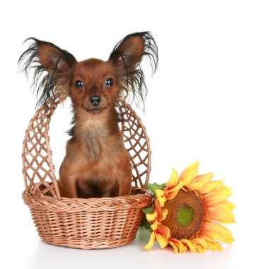 Russian long-haired toy terrier sitting in wattled basket clipart