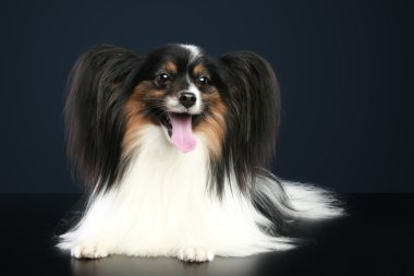 Funny papillon dog clipart