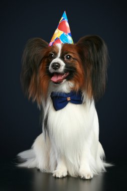 Papillon breed dog in holiday hat clipart