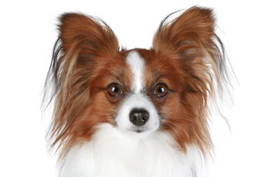 Papillon dog close-up portrait clipart