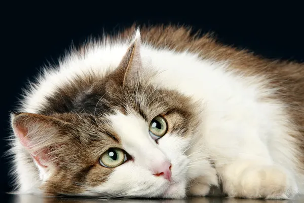 Задумчивый пушистый кот — стоковое фото