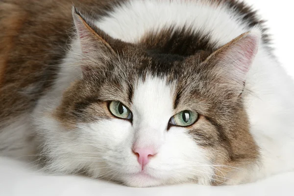 Szczegół portret puszysty kot — Zdjęcie stockowe
