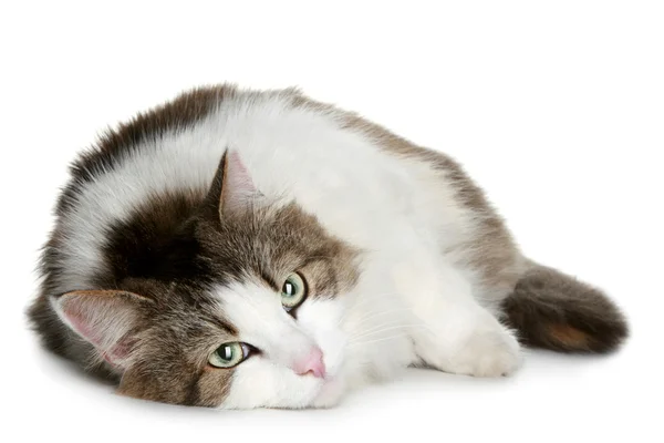 Μεγάλο φουντωτό γάτα καφέ με λευκό χρώμα — Φωτογραφία Αρχείου