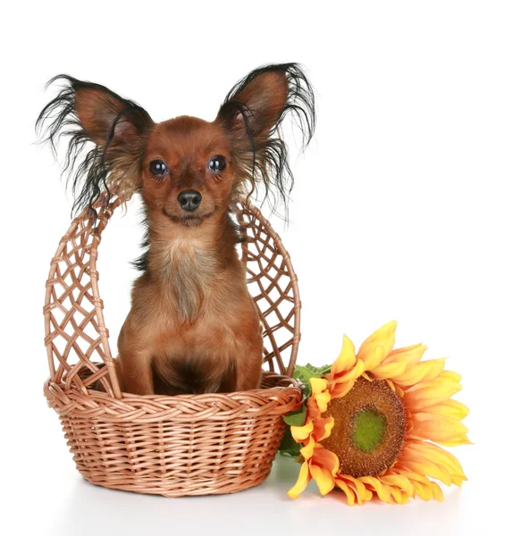 Russo brinquedo de cabelos compridos terrier sentado em cesta wattled — Fotografia de Stock