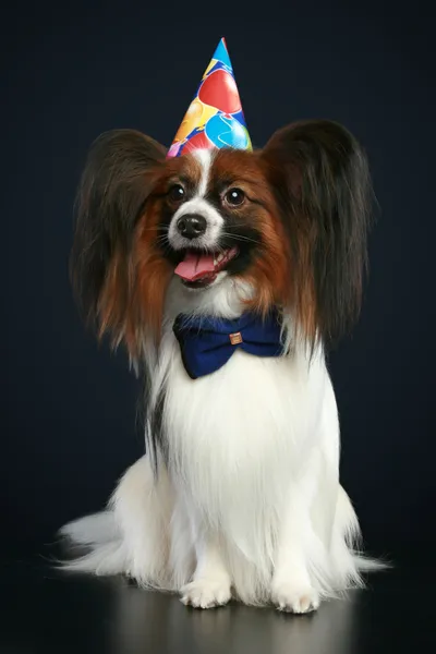 Papillon raça cão em chapéu de férias — Fotografia de Stock