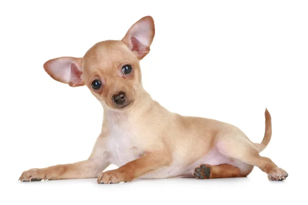 Oyuncak korkunç küçük köpek yavrusu — Stok fotoğraf