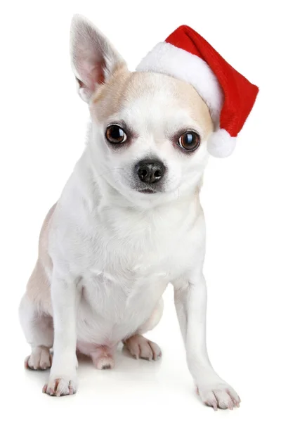 Chihuahua valp i xmas red cap — Stockfoto
