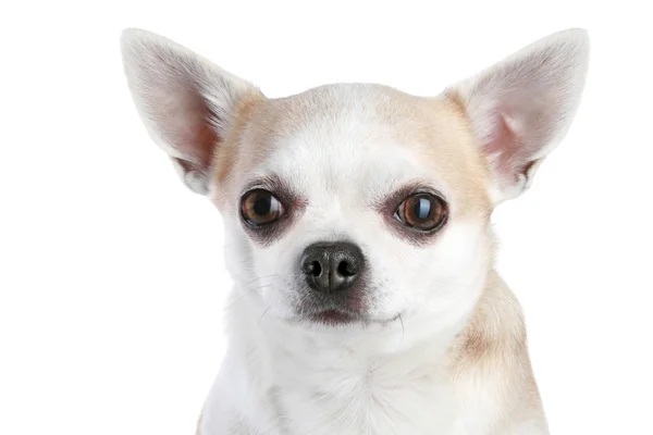 Chihuahua kölyök közeli portréja — Stock Fotó