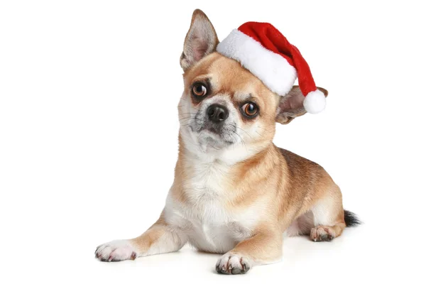 Chihuahua szczeniaka w Boże Narodzenie czerwony cap — Zdjęcie stockowe