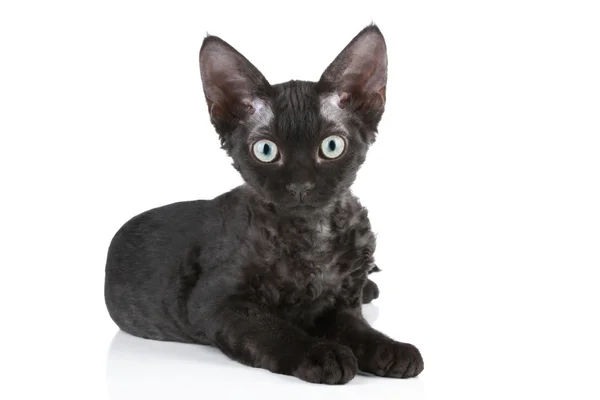 Devon rex plemeno černá kočka — Stock fotografie
