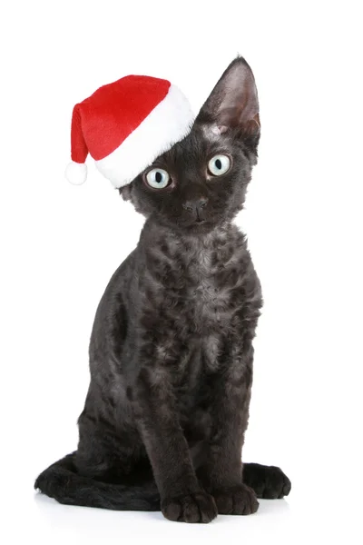 Yoksun rex kedi Noel şapka siyah — Stok fotoğraf