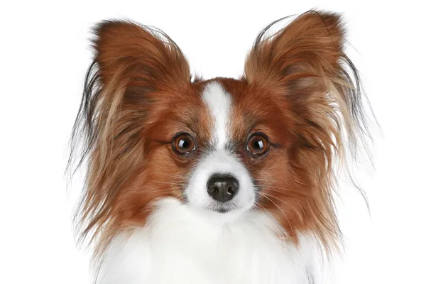 Papillon cão close-up retrato — Fotografia de Stock