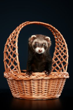 Ferret in wattled basket clipart