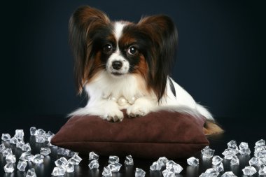 Beautiful dog breeds papillon lies among crystals clipart