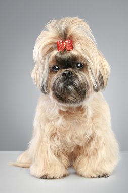 Shih tzu kırmızı yay üzerinde bir başkanı ile