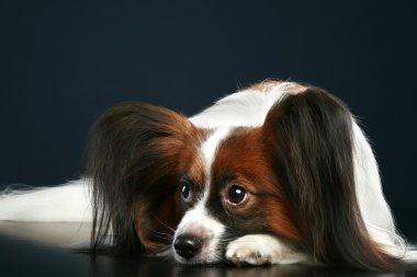 Papillon köpek doğurmak