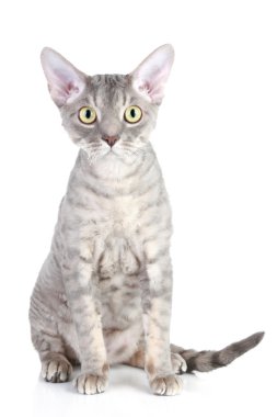 Devon Rex cat breed clipart