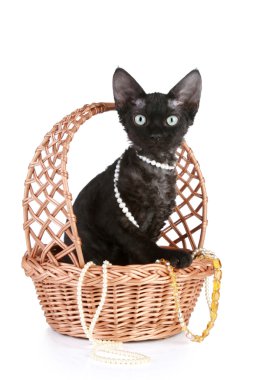 Devon-rex cat portrait in wattled basket with beads clipart