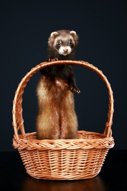 Ferret in wattled basket clipart