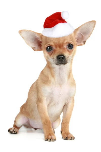 Funny chihuahua puppy in christmas hat — Stock Photo, Image