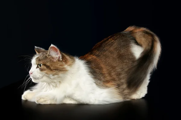 Пушистый кот расслабляется — стоковое фото
