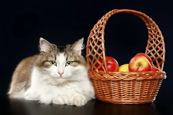 Kot z jabłkami — Zdjęcie stockowe