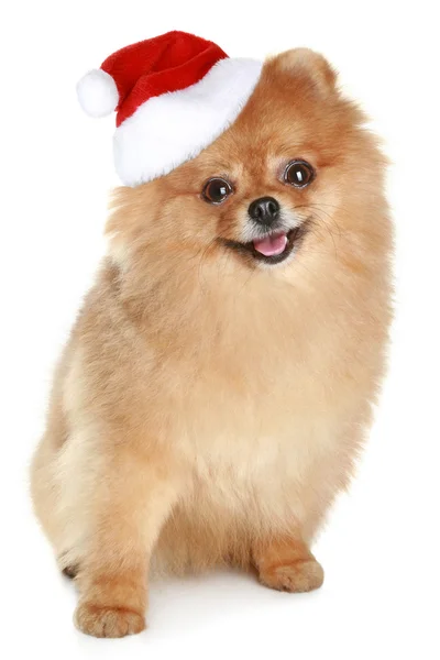 Cão-spitz engraçado em chapéu vermelho santa — Fotografia de Stock