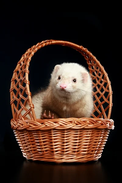 Furão albino engraçado em cesta wattled — Fotografia de Stock