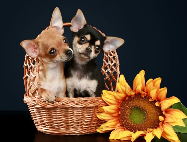 Dois filhote de cachorro chihuahua bonito em cesta wattled — Fotografia de Stock