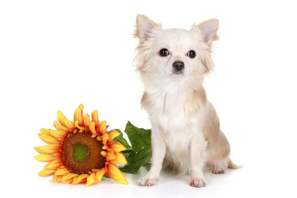 Vit chihuahua hunden sitter med solros — Stockfoto