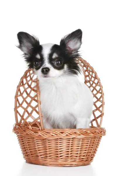 Filhote de cachorro chihuahua de cabelos longos em cesta wattled — Fotografia de Stock