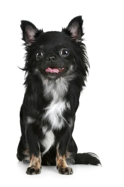 Filhote de cachorro chihuahua de cabelos longos preto — Fotografia de Stock