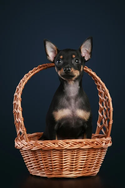 Terrier brinquedo em cesta wattled — Fotografia de Stock
