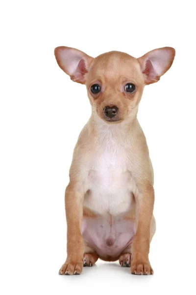 Brinquedo terrier cachorrinho pequeno — Fotografia de Stock